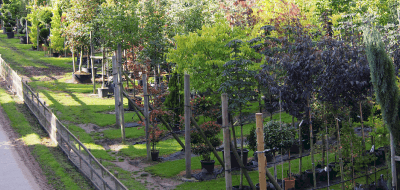 Trees in Containers