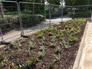 Commercial planting Toparia Summits nursery stock Green Mile Trees